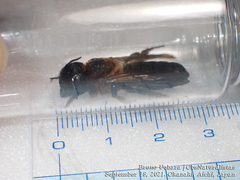 Megachile sculpturalis