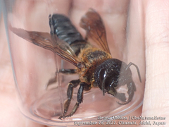 Megachile sculpturalis