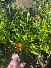 Gazania