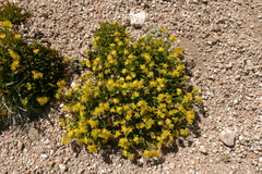 Ivesia pygmaea