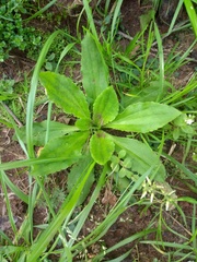 Plantago