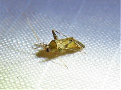 Phytocoris breviusculus