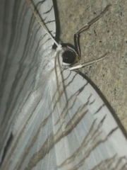 Strophidia caudata