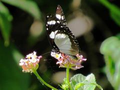 Amauris ochlea ochlea