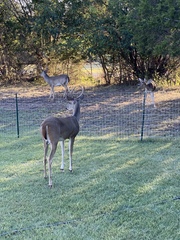 Odocoileus virginianus
