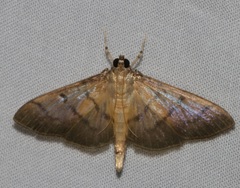 Omiodes pernitescens