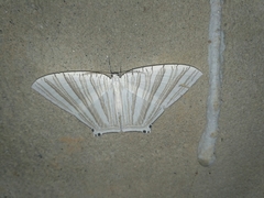 Strophidia caudata