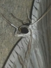 Strophidia caudata