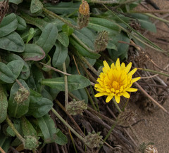 Agoseris apargioides