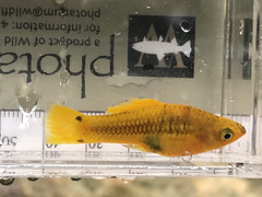 Xiphophorus variatus