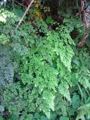 Adiantum