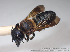 Megachile sculpturalis