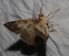 Serratophyga