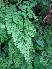 Adiantum