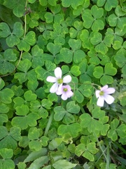 Oxalis
