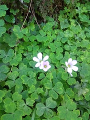 Oxalis