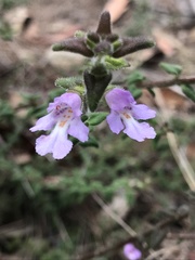 Prostanthera densa