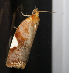 Clepsis persicana