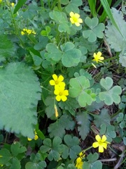 Oxalis