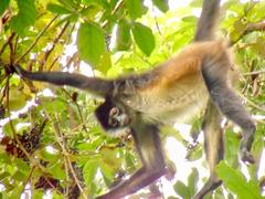 Ateles geoffroyi vellerosus