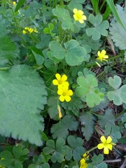 Oxalis