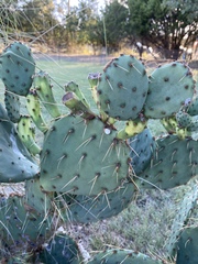 Opuntia