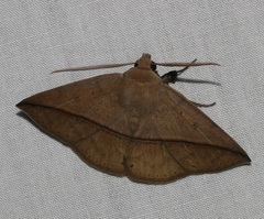 Ugia purpurea