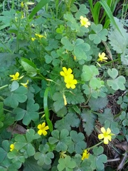 Oxalis