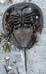 Limulus polyphemus