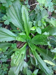 Plantago