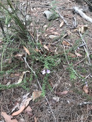 Prostanthera densa