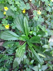 Plantago