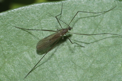 Amphineurus