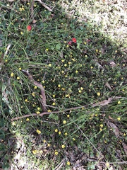Pultenaea pedunculata