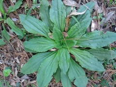 Plantago