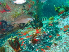 Chirodactylus brachydactylus