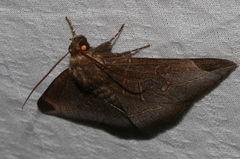 Platyja ciacula