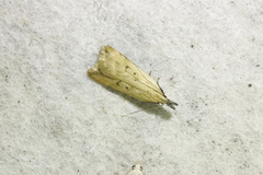 Dichomeris limosellus