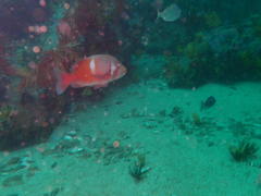 Chrysoblephus laticeps