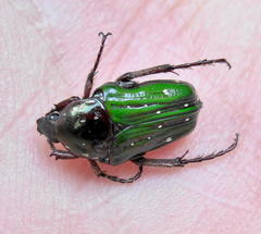 Leucocelis aeneicollis