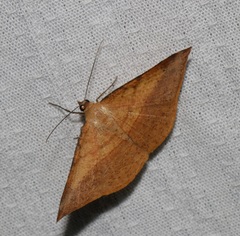 Pseudonadagara semicolor