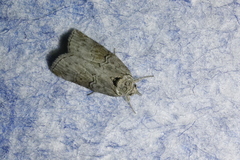 Nycteola asiatica