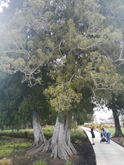 Dacrycarpus dacrydioides