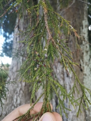 Dacrycarpus dacrydioides