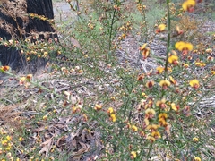 Bossiaea obcordata
