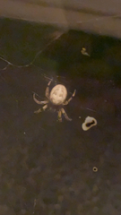 Larinioides cornutus