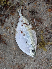 Chloroscombrus chrysurus