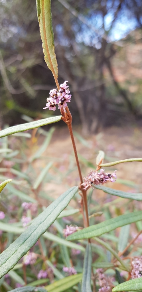 Lasiopetalum oppositifolium