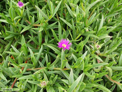 Carpobrotus dimidiatus