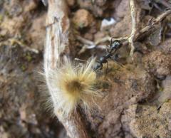 Messor capensis